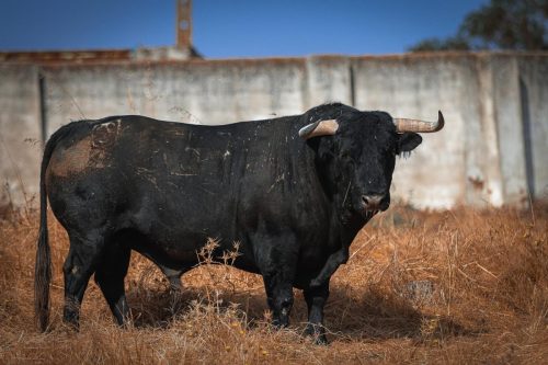 Imagem-WhatsApp-2025-09-04-as-08.04.27 65fc7d00