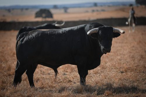 Imagem-WhatsApp-2025-09-04-as-08.04.27 c81beb28