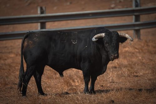 Imagem-WhatsApp-2025-09-04-as-08.04.27 da556a89